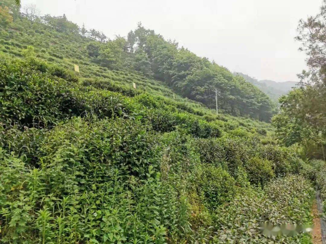 紫阳富硒茶机遇(紫阳富硒茶红茶礼盒)-硒宝网