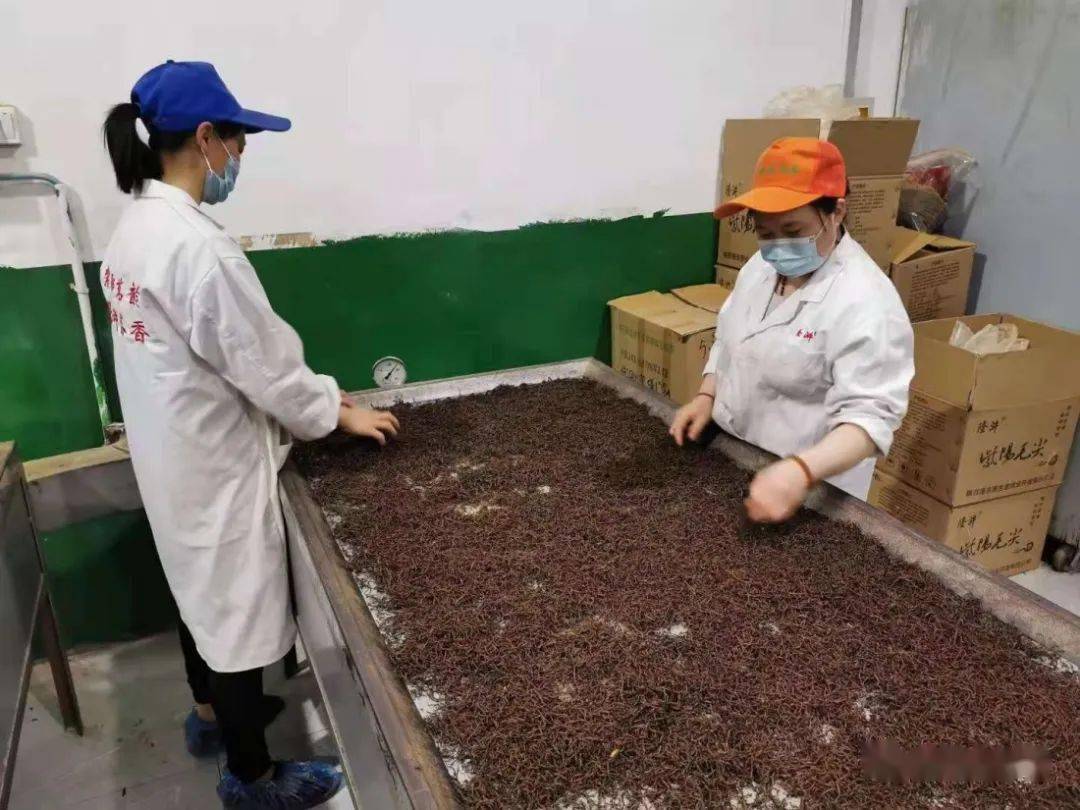 紫阳富硒茶机遇(紫阳富硒茶红茶礼盒)-硒宝网