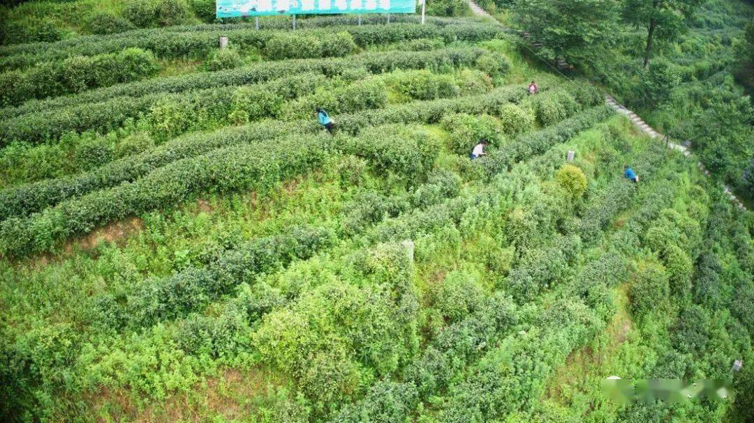 紫阳富硒茶机遇(紫阳富硒茶红茶礼盒)-硒宝网