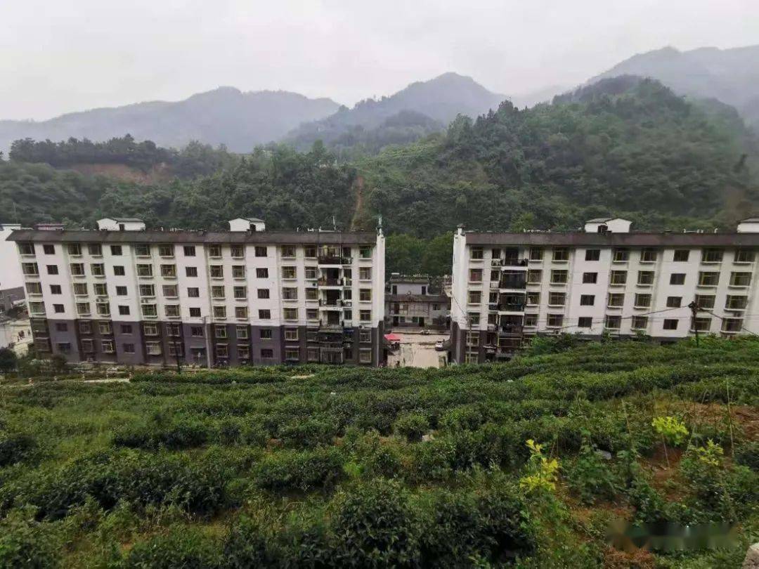 紫阳富硒茶机遇(紫阳富硒茶红茶礼盒)-硒宝网