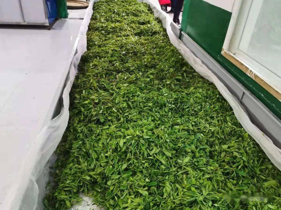 紫阳富硒茶机遇(紫阳富硒茶红茶礼盒)-硒宝网