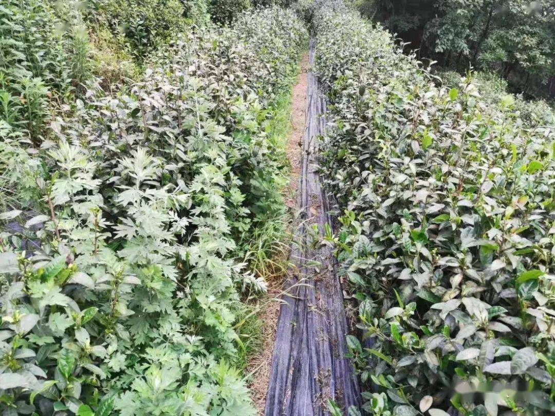 紫阳富硒茶机遇(紫阳富硒茶红茶礼盒)-硒宝网