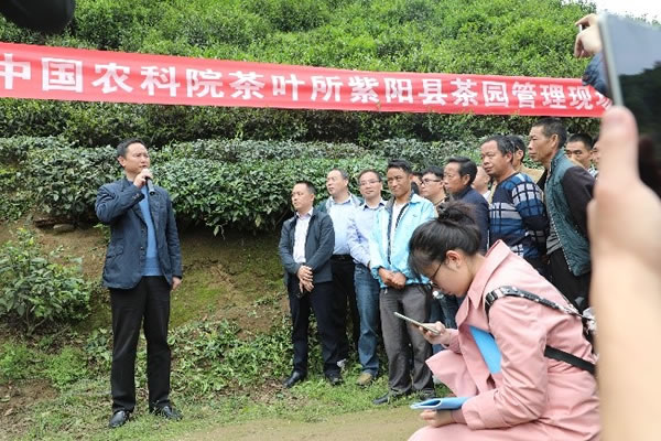 品牌紫阳富硒茶（紫阳富硒茶品牌价值）-硒宝网