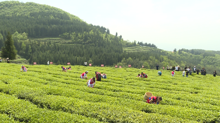 日照有机富硒茶(日照茶机富硒有哪些品牌)-硒宝网