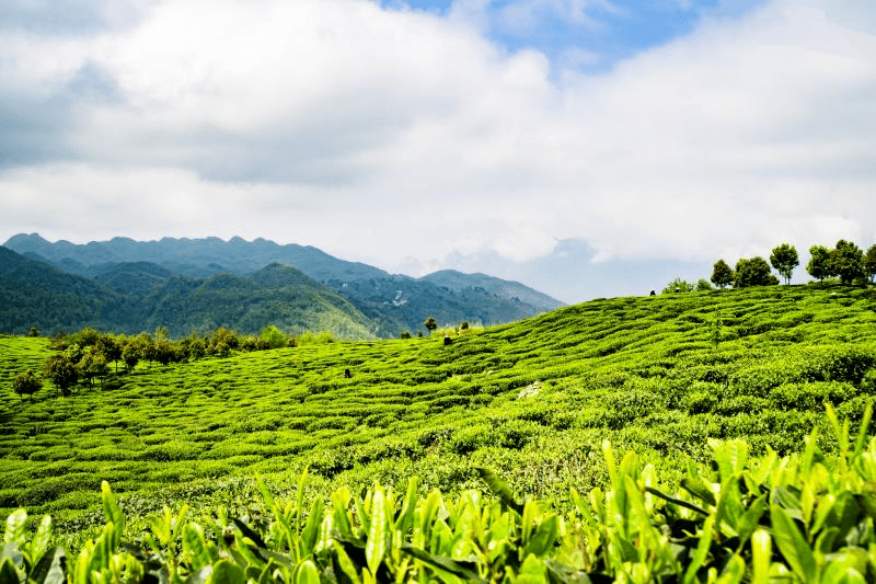 日照有机富硒茶(日照茶机富硒有哪些品牌)-硒宝网