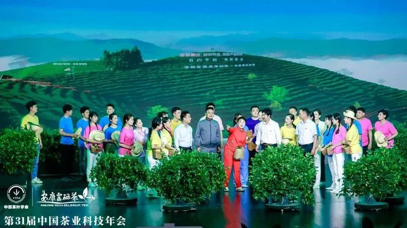 紫阳富硒茶展示(紫阳富硒茶叶)-硒宝网