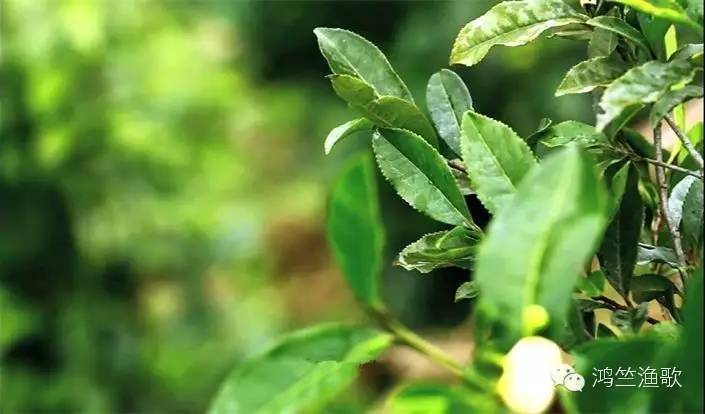 紫阳富硒茶题词(紫阳富硒茶焕古茶价格)-硒宝网