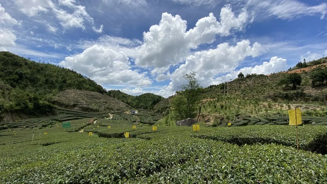 富硒茶品牌建设（富硒茶园）-硒宝网
