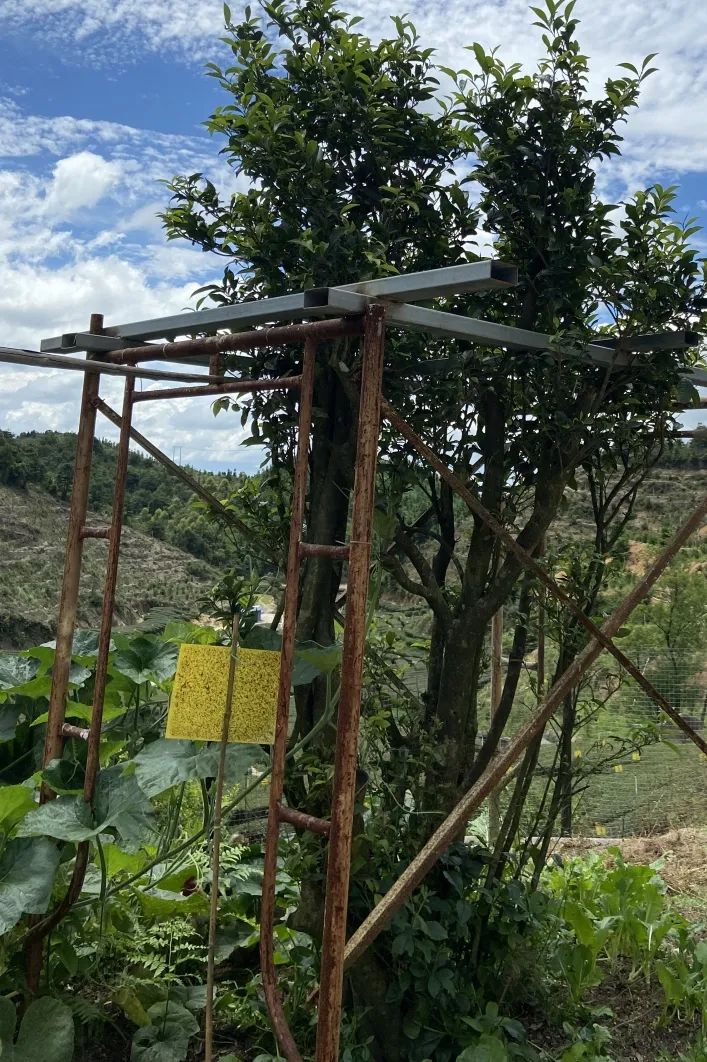 富硒茶品牌建设（富硒茶园）-硒宝网