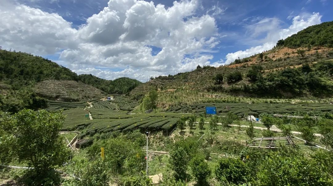 富硒茶品牌建设（富硒茶园）-硒宝网