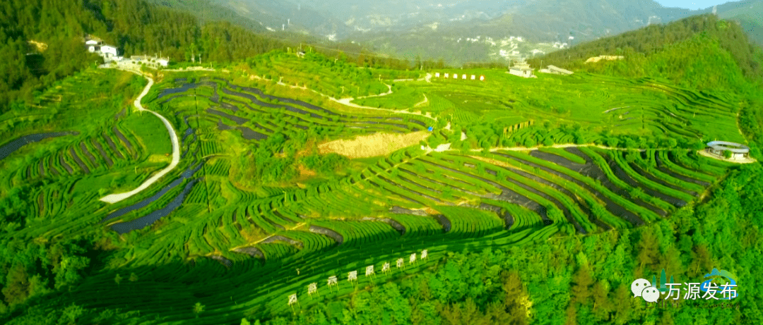 水城富硒茶产量(水城富硒茶价格)-硒宝网