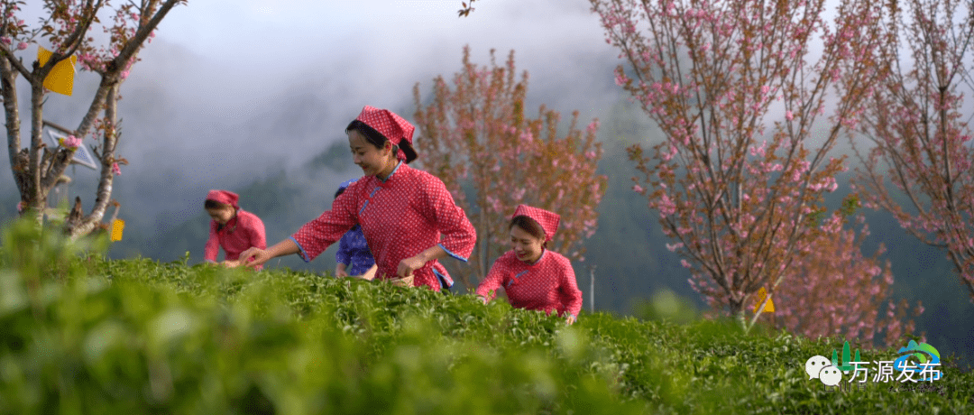 水城富硒茶产量(水城富硒茶价格)-硒宝网