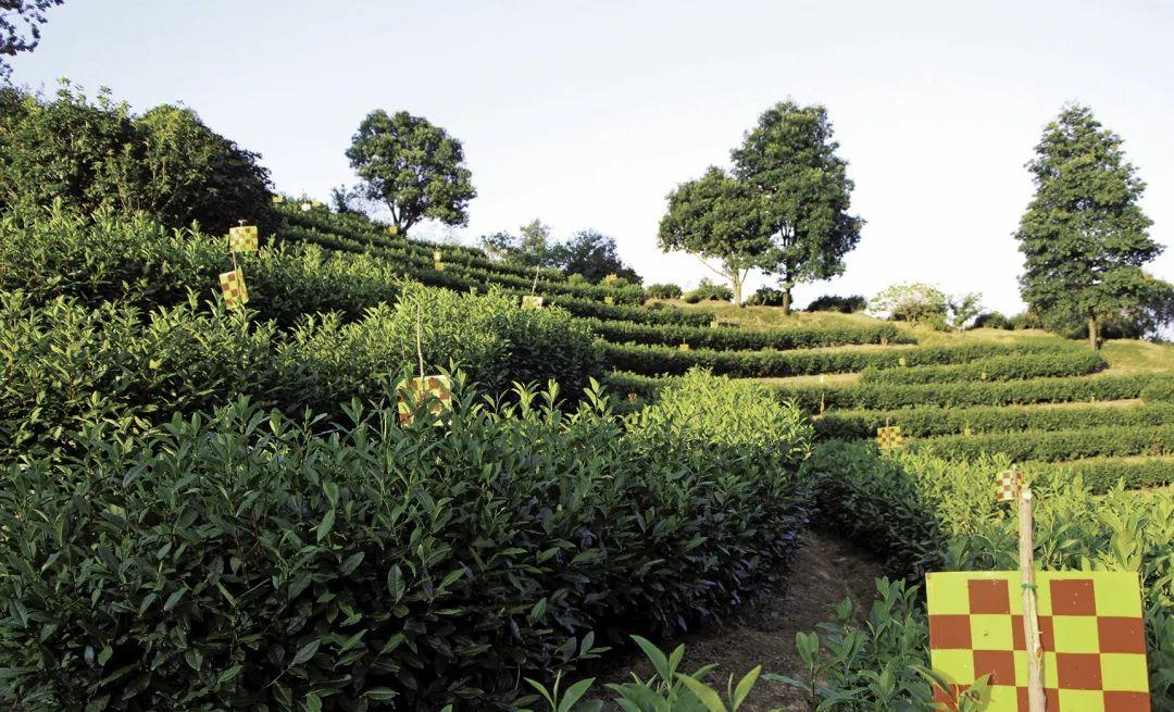 气象助力富硒茶(气象助力富硒茶)-硒宝网