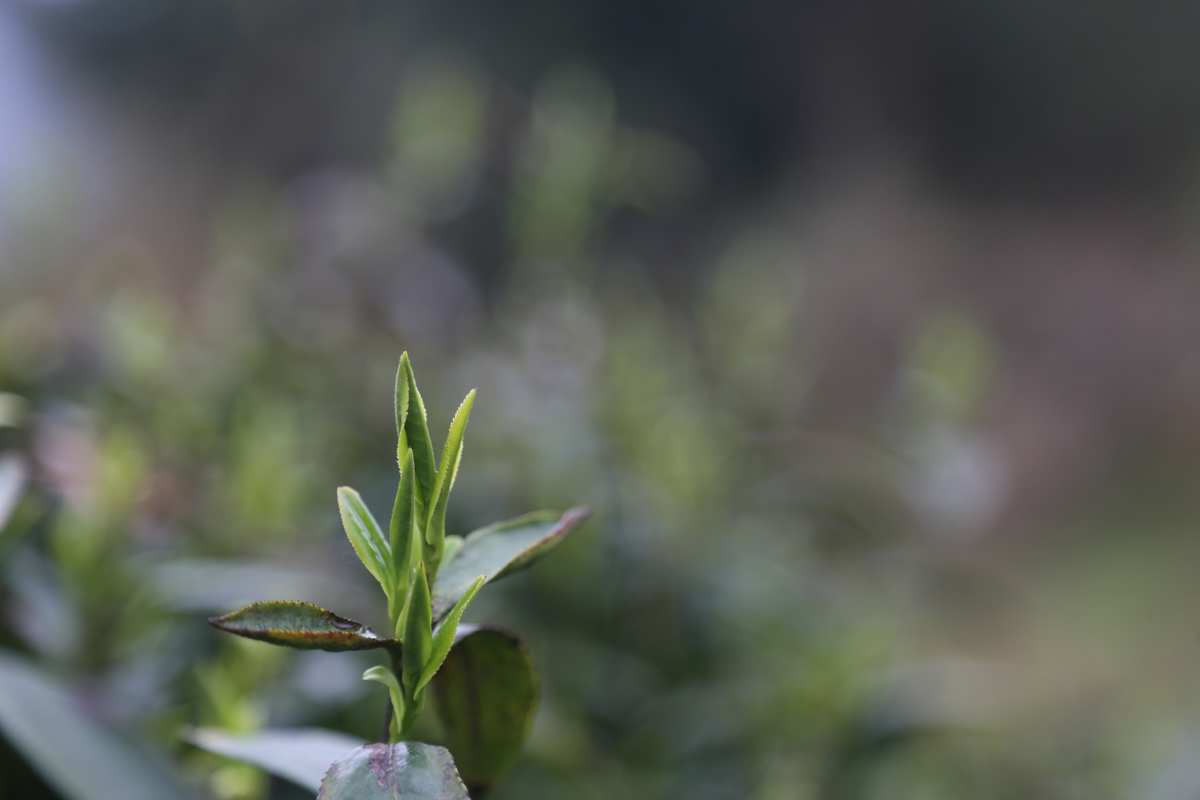 富硒茶之乡英文(富硒茶用英语怎么说)-硒宝网