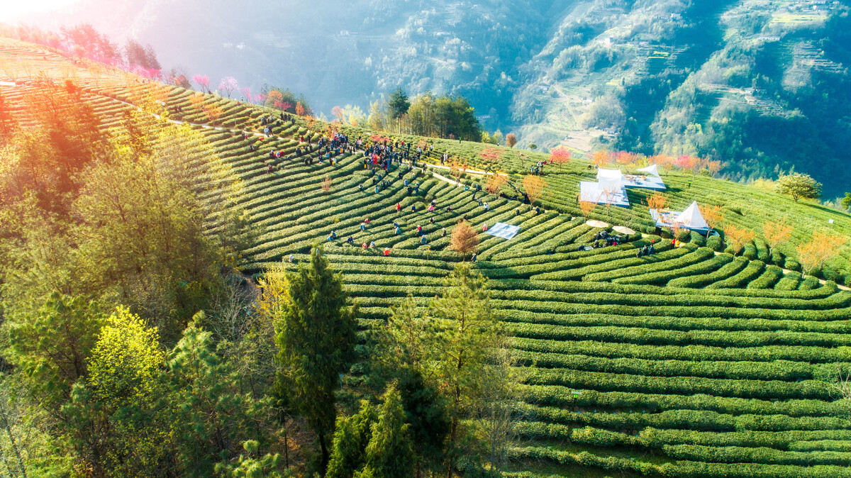 安康富硒茶品质（安康茶品质富硒怎么样）-硒宝网
