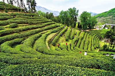 安康富硒茶品质（安康茶品质富硒怎么样）-硒宝网