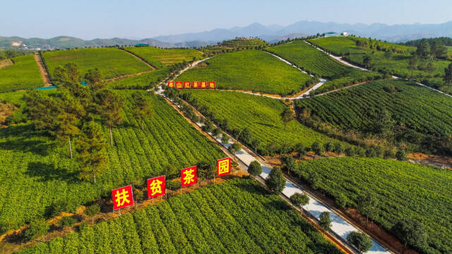 紫阳富硒茶环境（紫阳富硒茶山）-硒宝网