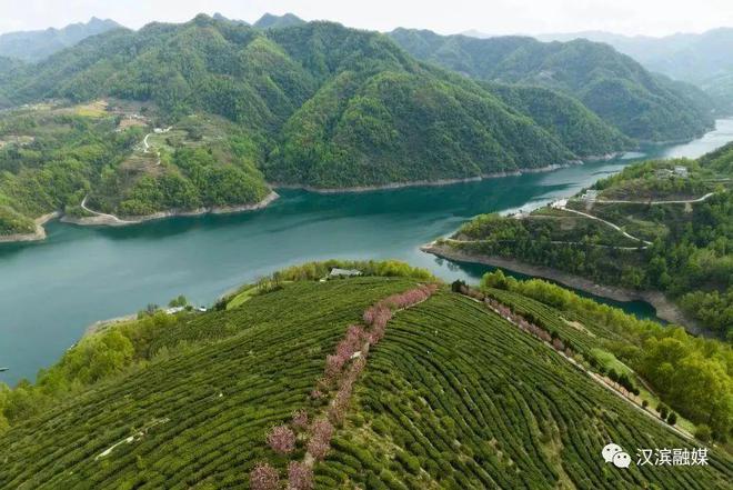 安康富硒茶央视（安康富硒茶多少钱一斤汗水晨雾）-硒宝网