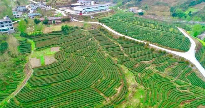 安康富硒茶央视（安康富硒茶多少钱一斤汗水晨雾）-硒宝网