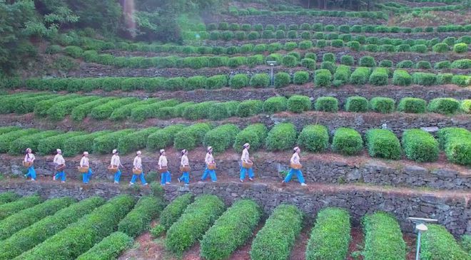 安康富硒茶央视（安康富硒茶多少钱一斤汗水晨雾）-硒宝网