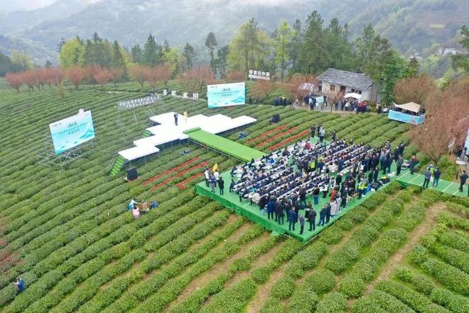 安康富硒茶央视（安康富硒茶多少钱一斤汗水晨雾）-硒宝网