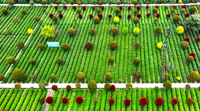 安康富硒茶央视（安康富硒茶多少钱一斤汗水晨雾）-硒宝网