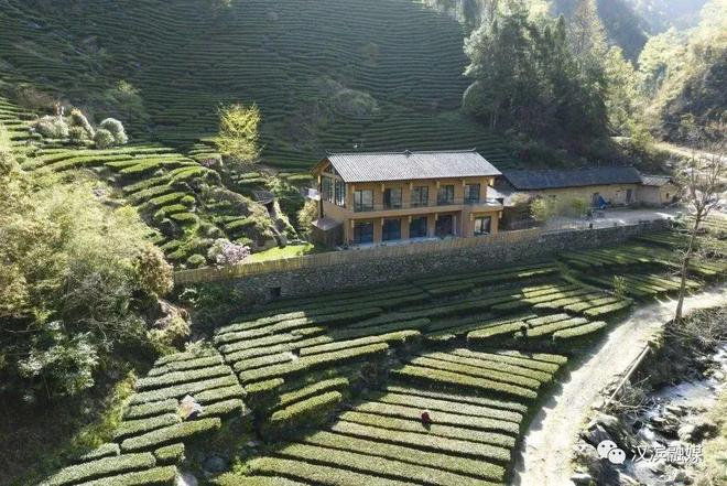 安康富硒茶央视（安康富硒茶多少钱一斤汗水晨雾）-硒宝网