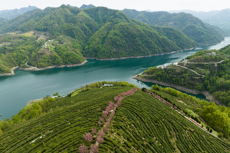 安康富硒茶品质（安康富硒茶是什么茶）-硒宝网