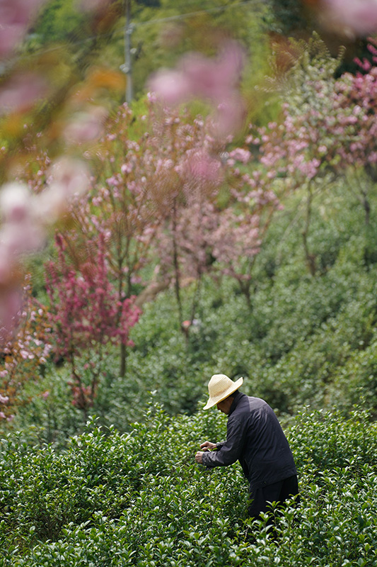 安康富硒茶品质（安康富硒茶是什么茶）-硒宝网