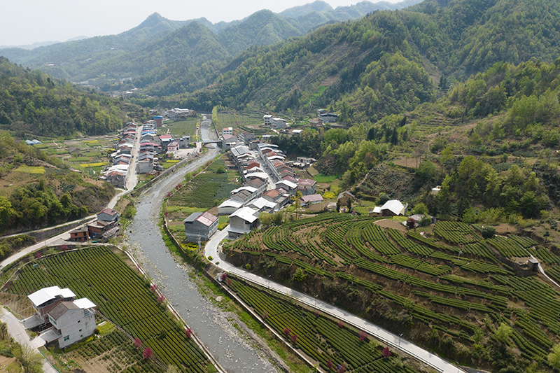 安康富硒茶品质（安康富硒茶是什么茶）-硒宝网