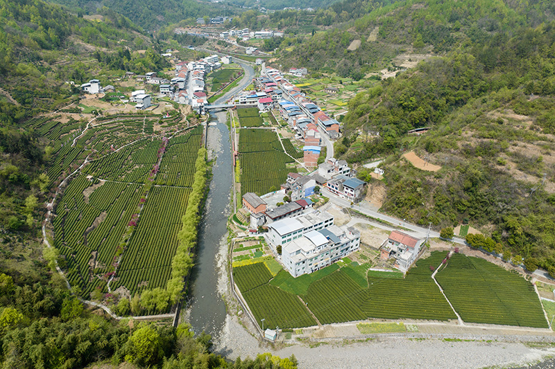 安康富硒茶品质（安康富硒茶是什么茶）-硒宝网
