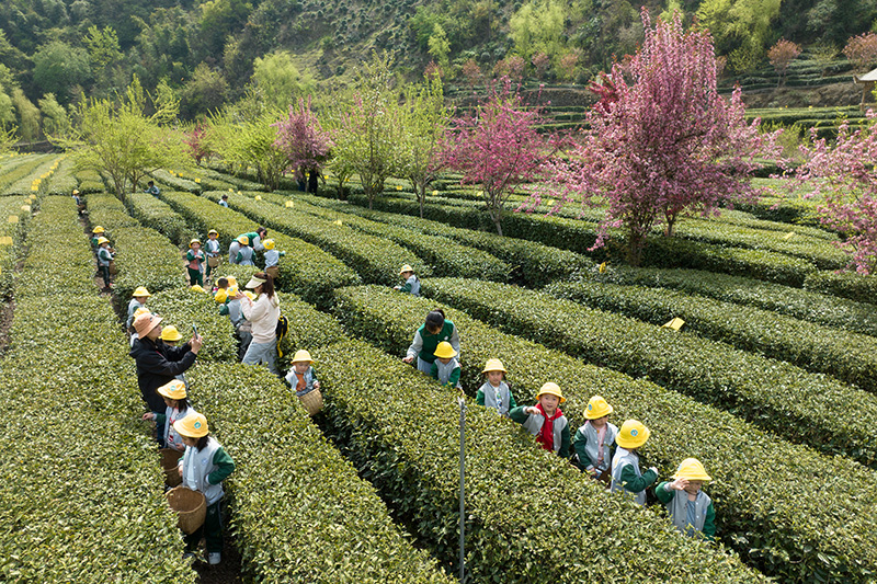 安康富硒茶品质（安康富硒茶是什么茶）-硒宝网