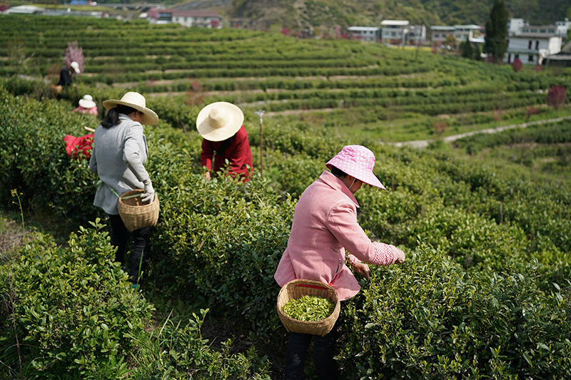 安康富硒茶品质（安康富硒茶是什么茶）-硒宝网