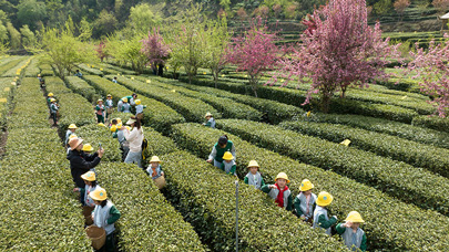 安康富硒茶品质（安康富硒茶是什么茶）-硒宝网