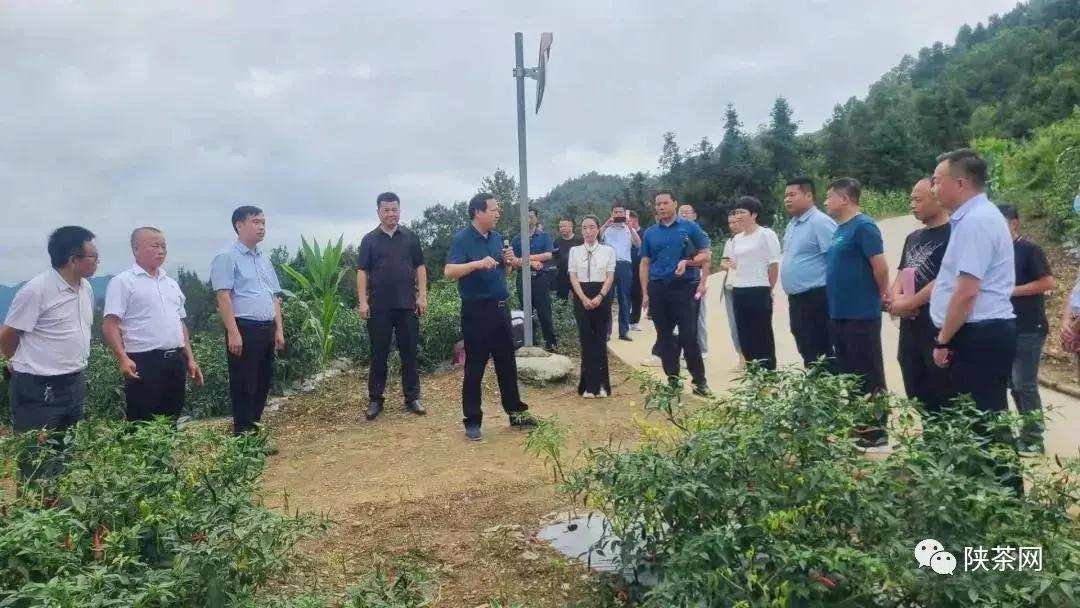 安康富硒茶品质(安康富硒茶是绿茶吗)-硒宝网