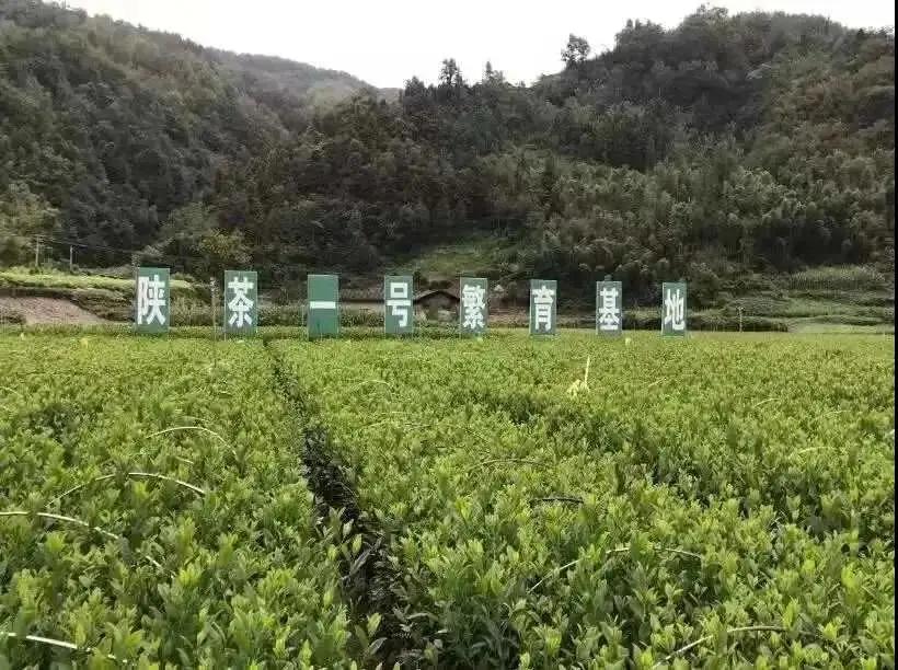 安康富硒茶品质(安康富硒茶是绿茶吗)-硒宝网
