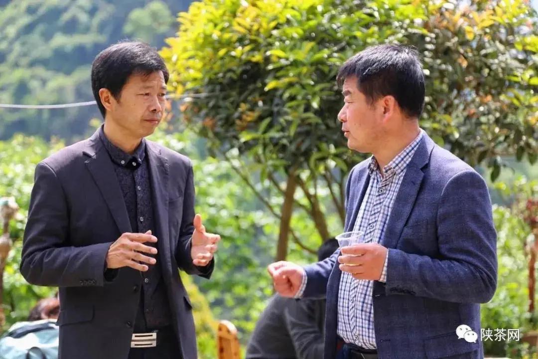 安康富硒茶品质(安康富硒茶是绿茶吗)-硒宝网