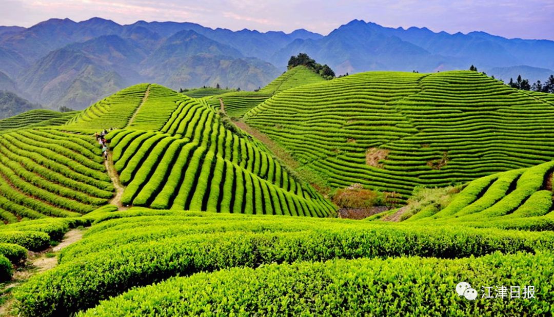 重庆富硒茶加工(重庆富硒小镇)-硒宝网