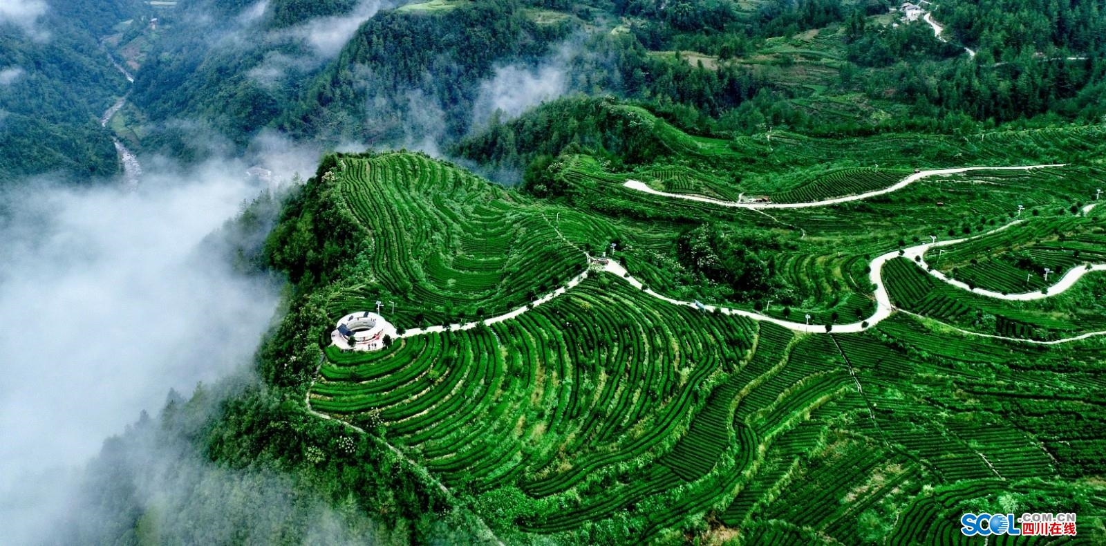 紫阳富硒茶辨别(紫阳富硒茶好坏辨别)-硒宝网