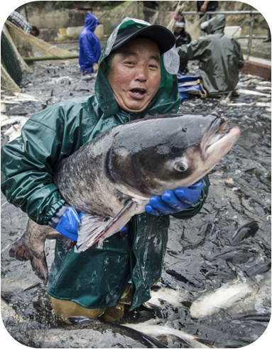 安康富硒茶采摘(安康富硒茶多少钱一斤汗水晨雾)-硒宝网
