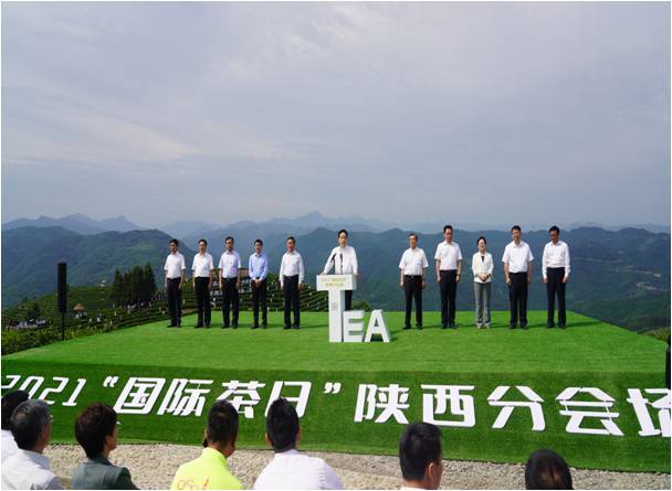 安康富硒茶采摘(安康富硒茶多少钱一斤汗水晨雾)-硒宝网