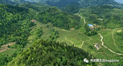 富硒有机茶价格(有机富硒茶叶)-硒宝网