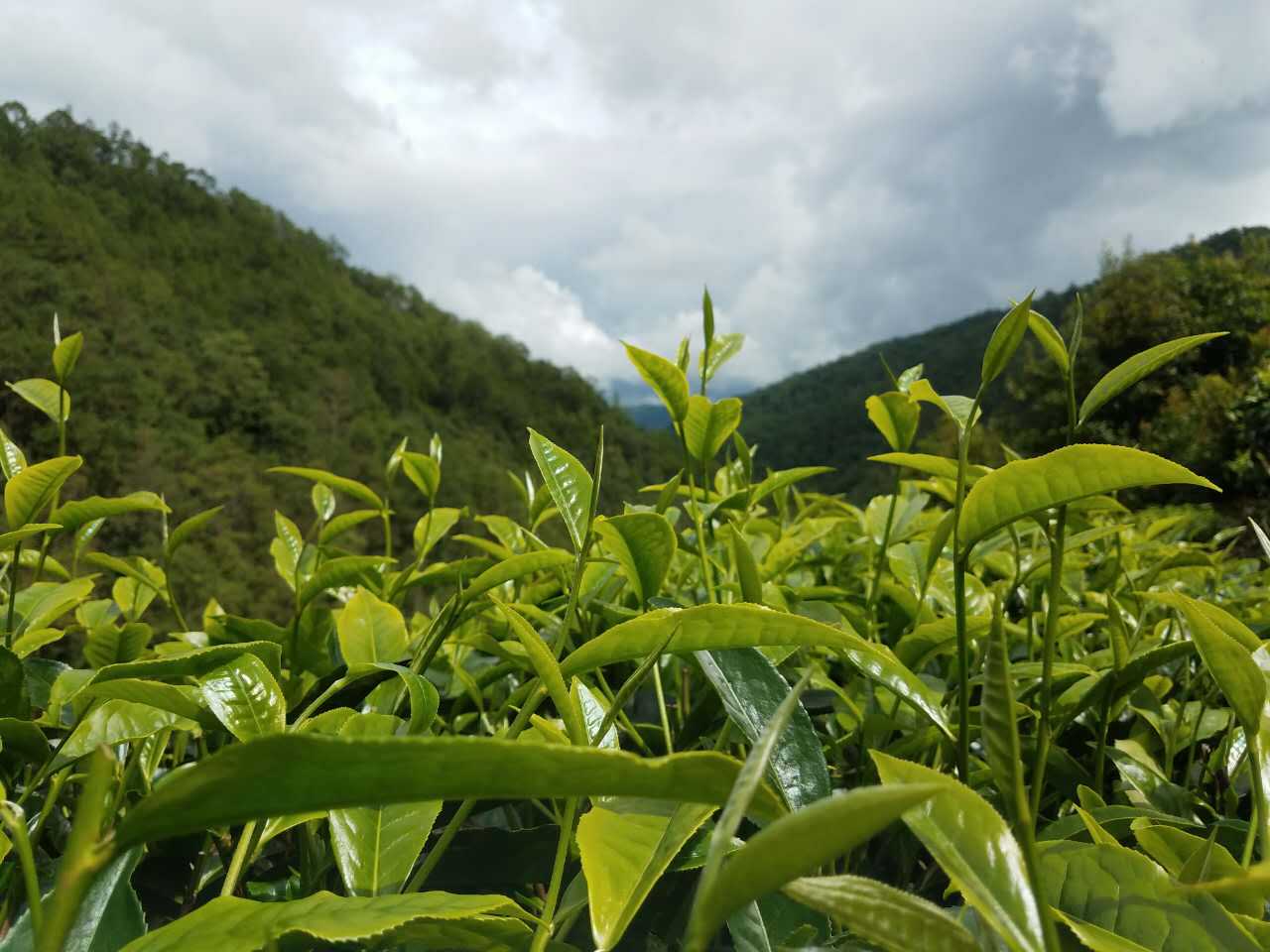 重庆富硒茶加工（富硒茶园）-硒宝网