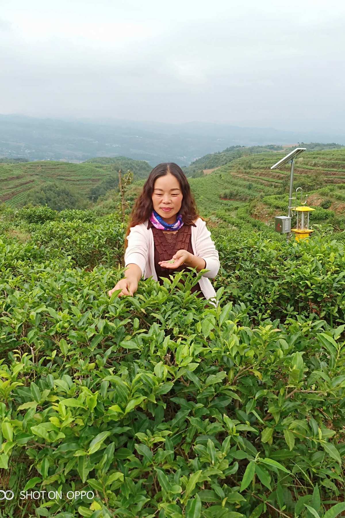 水城富硒茶泡水（富硒茶泡法）-硒宝网