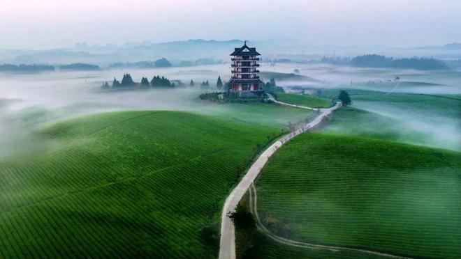 海峡富硒有机茶(福建富硒茶)-硒宝网