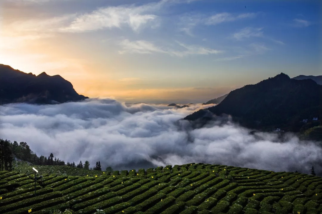 赞美恩施富硒茶(赞美茶恩施富硒茶的句子)-硒宝网