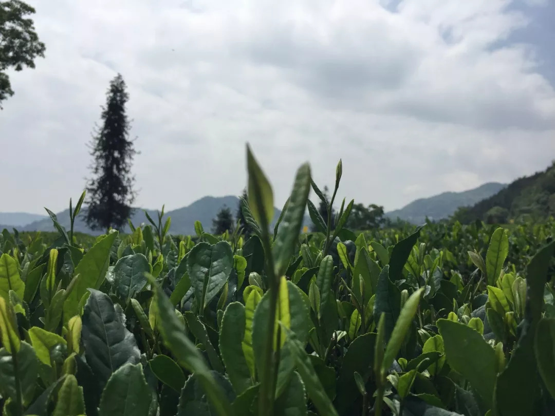 赞美恩施富硒茶(赞美茶恩施富硒茶的句子)-硒宝网