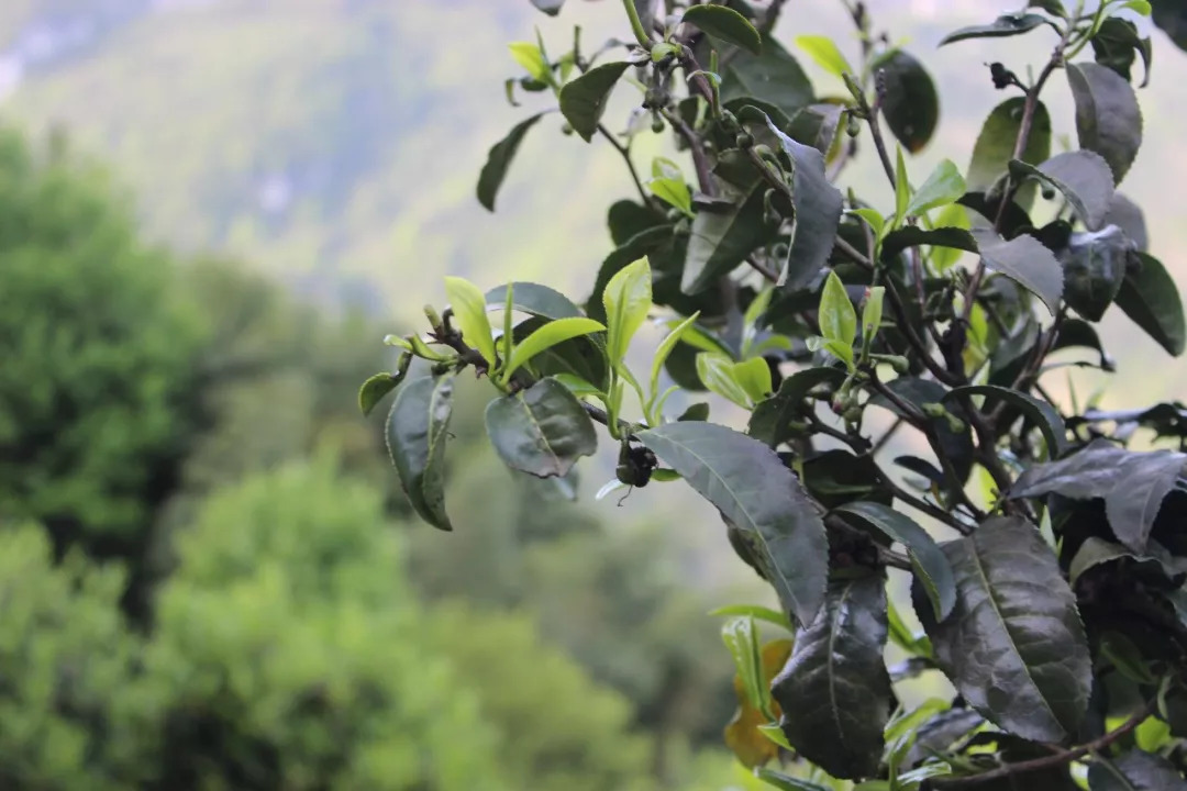 赞美恩施富硒茶(赞美茶恩施富硒茶的句子)-硒宝网