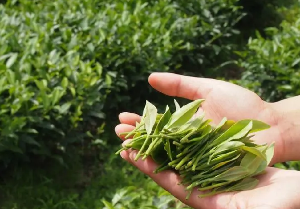 湖北土家富硒茶(湖北富硒茶是绿茶吗)-硒宝网