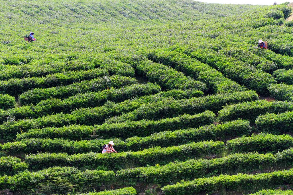 香港富硒茶供应（富硒茶产品的市场分析）-硒宝网